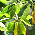 Bruguiera x rhynchopetala (cross between B gymnorhiza and sexangula) in East Trinity (Queensland Australia)<br />Canon EOS 7D  + EF70-200 F4.0L